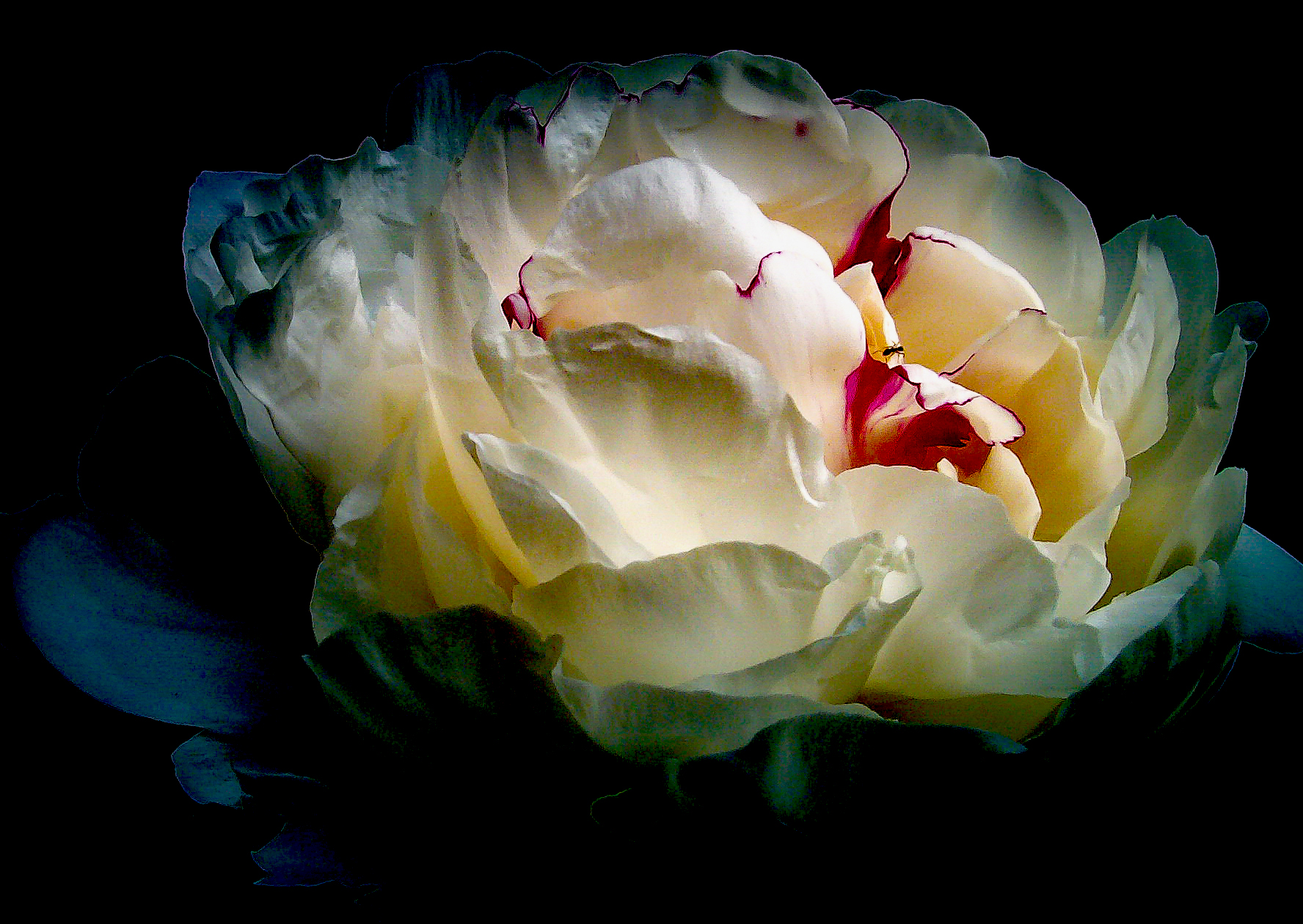 The White Rose
