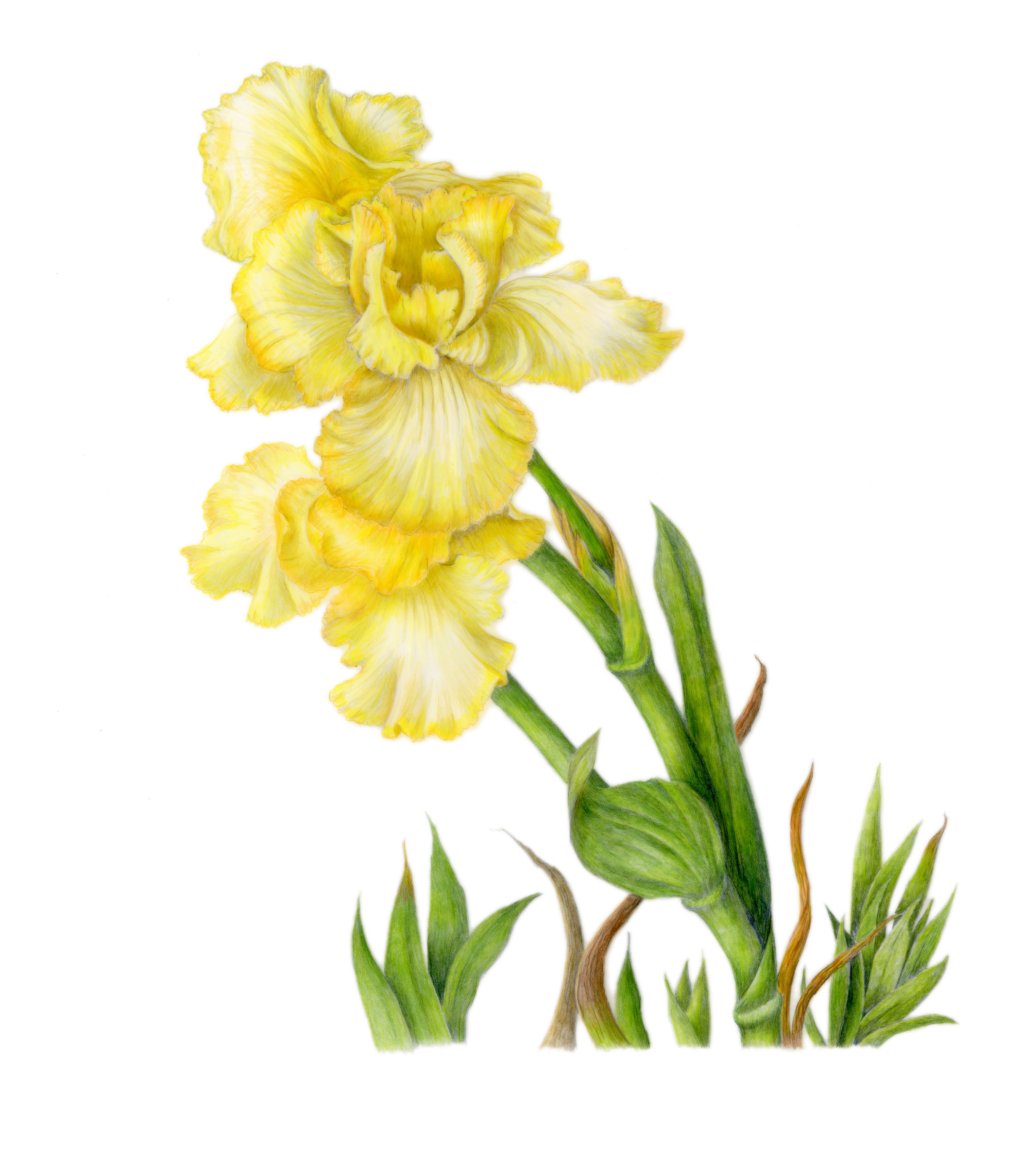 Yellow Iris