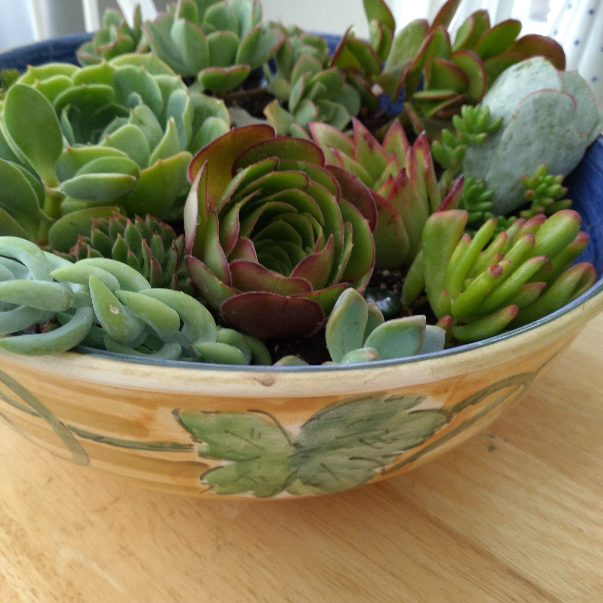 Fran Berger Succulent Garden