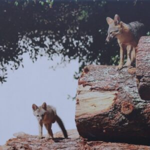 Paul Comish photograph on canvas of grey fox with kit