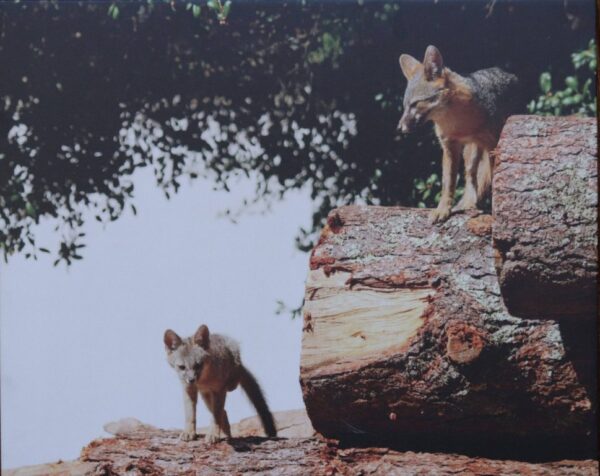Paul Comish photograph on canvas of grey fox with kit