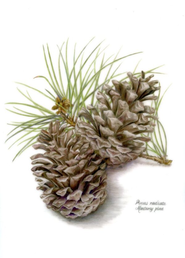 Elizabeth Peyton drawing of pinecones using colored pencil on drafting film