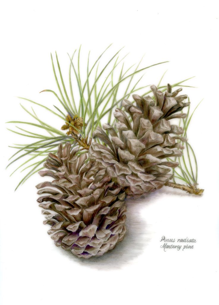Elizabeth Peyton drawing of pinecones using colored pencil on drafting film