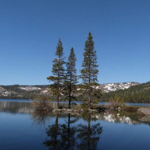 Sunny Psota photograph on aluminum of three trees reflected in a lake