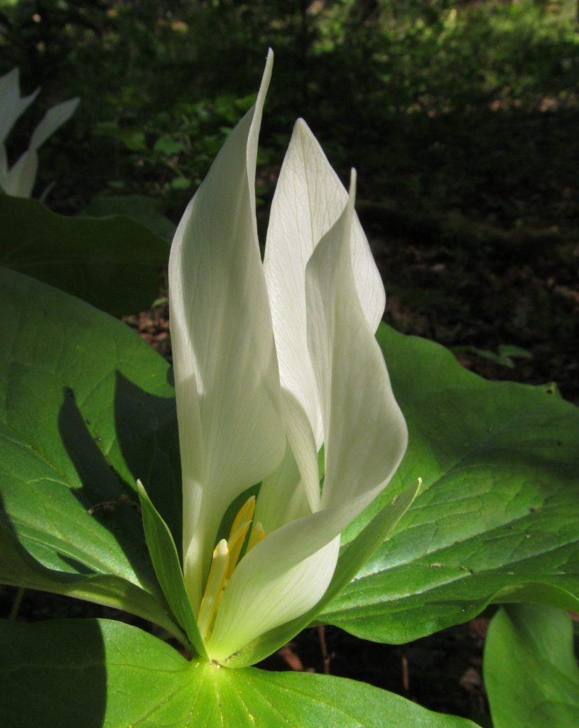 Phil Weil photograph of Trillium taken at Napa State Park. White, green with tinge of yellow