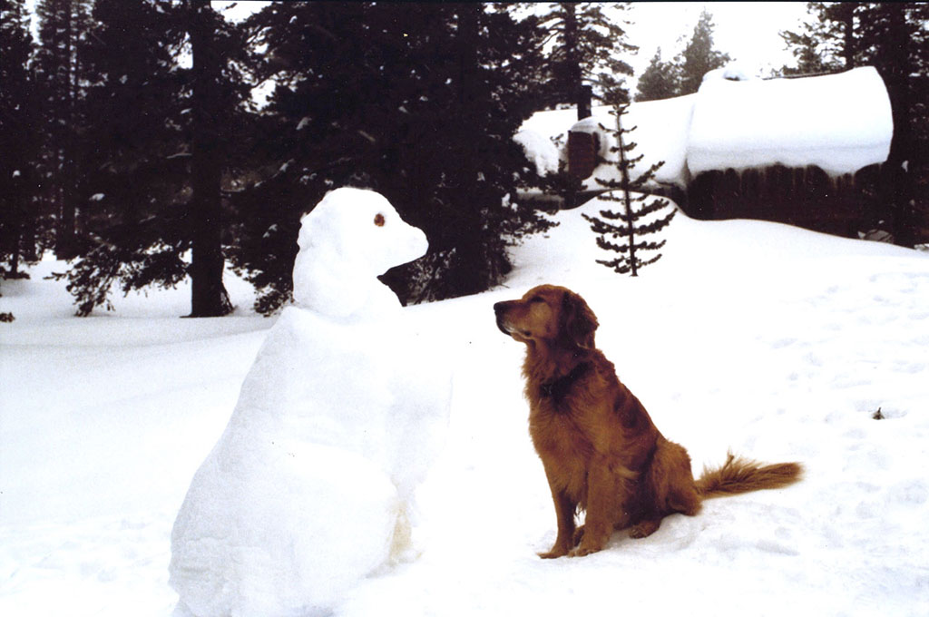 Ann Dowie's colored photograph of a Golden Retriever nose to nose with a snow dog