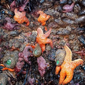 Russell Johnson's color photograph of starfish climbers in yellows, golds and purples