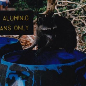 Steven Mayer's photo of a racoon on a garbage can