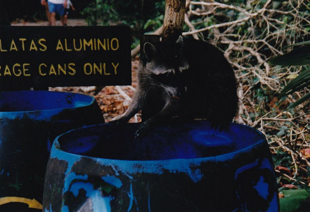 Steven Mayer's photo of a racoon on a garbage can