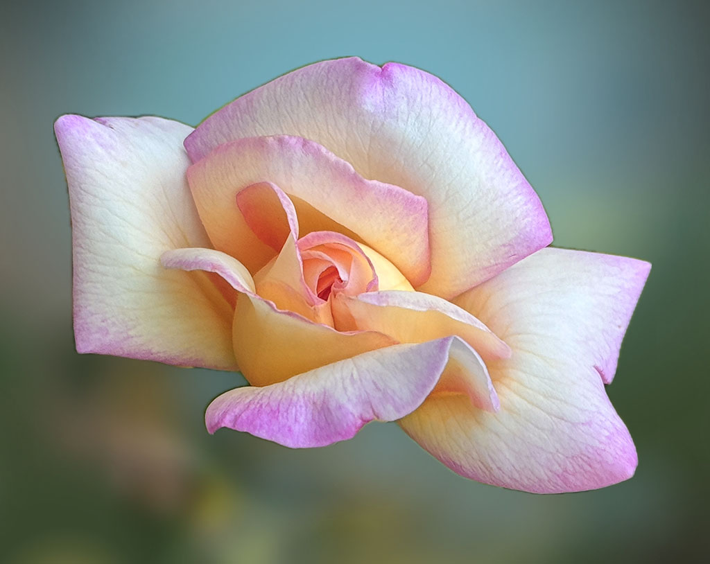 Philip Wilkinson's digitally enhanced photograph of a beautiful rose in soft pinks, whites and yellows