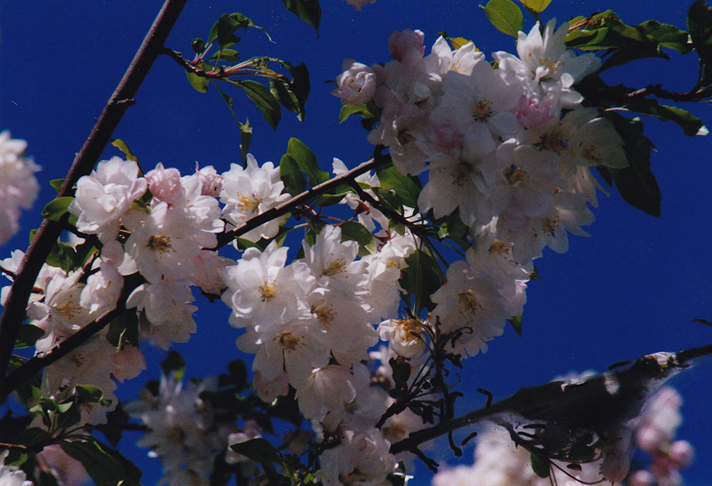 Steven Mayer's beautiful photo of a cherry tree in full bloom against a blue sky
