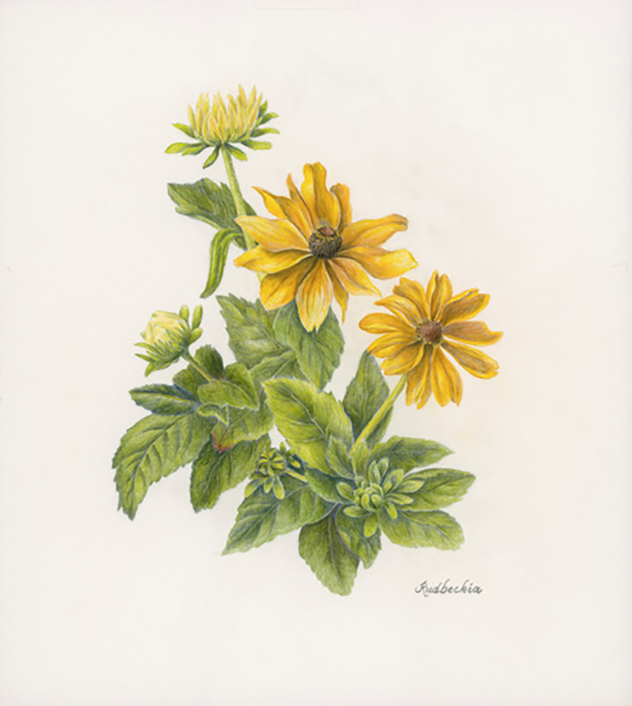 Elizabeth Peyton's colored pencil drawing of a yellow black-eyed susan with green leaves